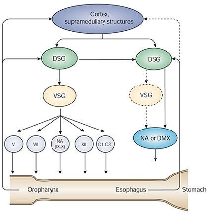 Brainstem Control of Deglutition: Swallowing Pattern Generator