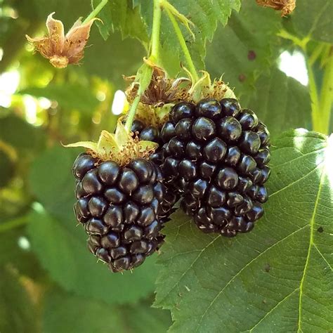 Bramble berry. Things To Know About Bramble berry. 