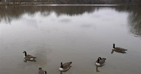 Brampton investigating deaths of waterfowl, testing for bird flu