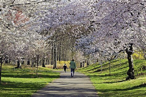 Branch Brook Park Cherry Blossoms in Full Bloom & Bloomfest …