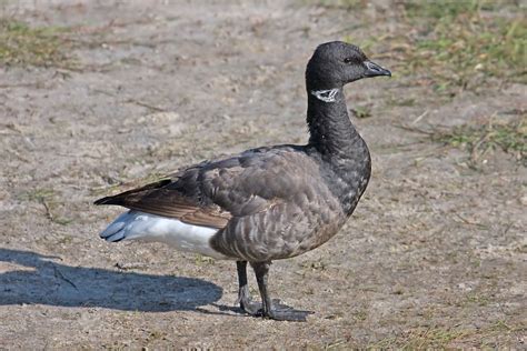 Brant (goose) - Wikipedia