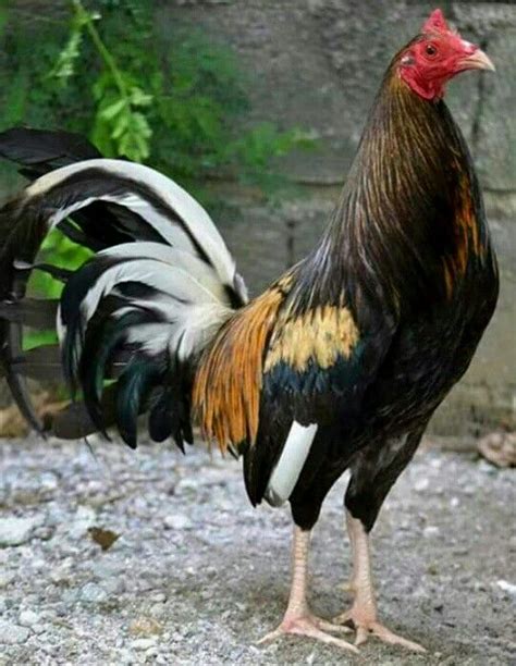 Brass back butcher gamefowl. Things To Know About Brass back butcher gamefowl. 