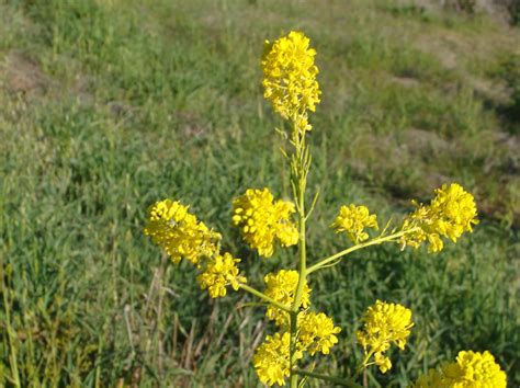 Brassica nigra Profile – California Invasive Plant Council