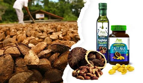 Brazil Nuts Oil, benefits and contraindications - AMAZON ANDES