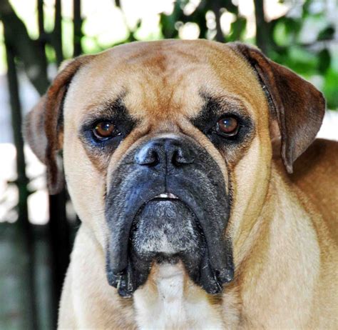 Brazilian Bulldog Puppies For Sale