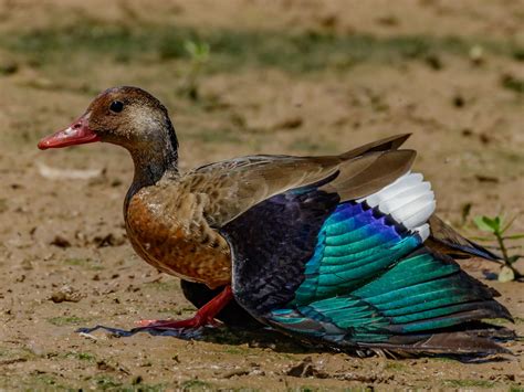 Brazilian Ducks - Etsy