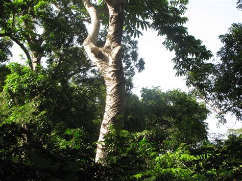 A tree that was declared extinct in 1838 resprouts in Brazil 200 years later,A kind of little holly tree that was thought to be extinct over two centuries ago has been …