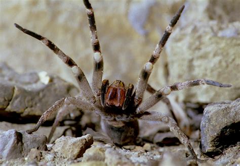 Brazilian wandering spider. Brazilian wandering spiders have in the past made sensationalist headlines in the UK after being discovered among bananas, but many of the species are not poisonous to humans and mainly hunt small ... 