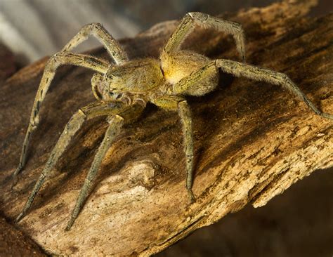 Brazillian wandering spider. Sep 7, 2012 · The toxin, unpoetically named PnTx2-6, comes from the bite of the Brazilian wandering spider (Phoneutria nigriventer). In humans, a bite from a wandering spider is very painful. In humans, a bite ... 