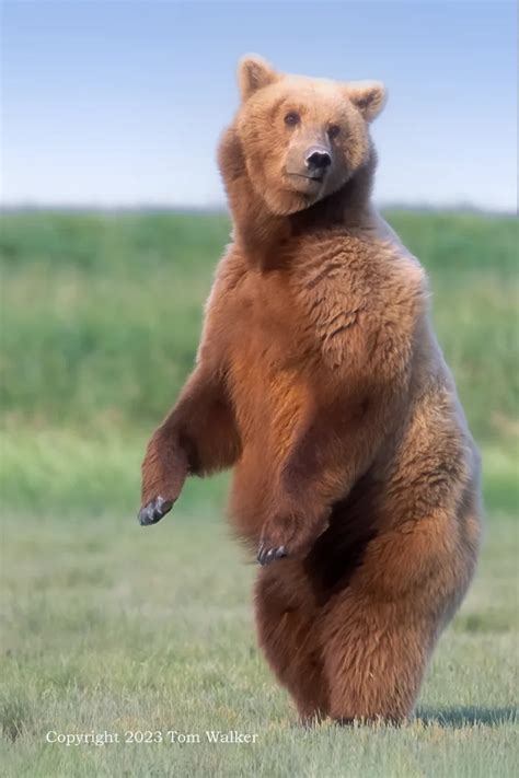 Brbear Onlyfans Leaked +18 🍆 37 Videos