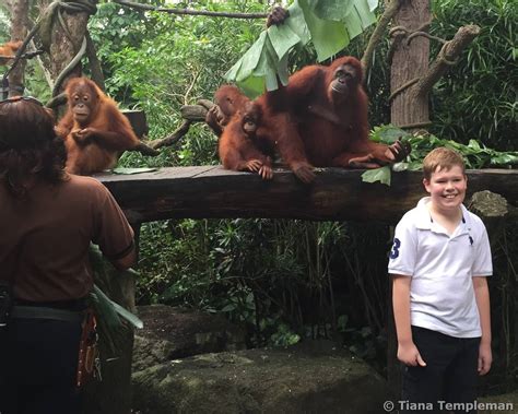 Breakfast with the Orangutans - Review of Singapore Zoo, Singapore …