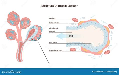 Breast Onlyfans Leak