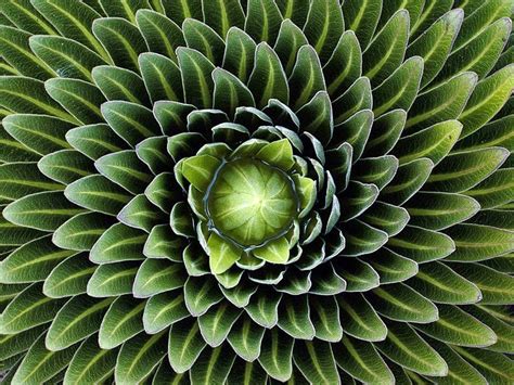 Breathtaking Images of Patterns in Nature