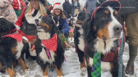 Breckenridge bernese mountain dog parade. Website. Directions. Mark your calendars for Lighting of Breckenridge Holiday Dog Parade! This dog friendly event will be held from 3:00 PM to 5:00 PM on December 3, 2022 at Main Street Station in Breckenridge, CO, US. Admission is free. Visit Website. Or call (877) 864-0868 or email gobreck@gobreck.com for more information. 