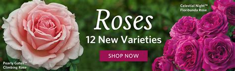Brecks flowers. Breck's offers a wide selection of rose bushes for sale, including grandiflora, floribunda, hybrid tea, shrub and climbing roses. Find tips and growing instructions for planting, … 