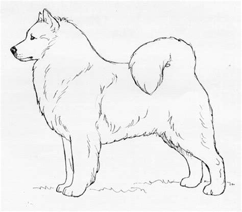 Breed Standards : Japanese Spitz United Kennel Club (UKC)