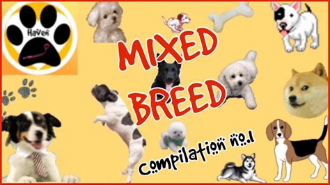 Breed compilation. Things To Know About Breed compilation. 