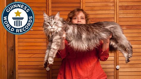 The longest domestic cat ever was Mymains Stewart Gilligan (aka Stewie) at 123 cm (48.5 in) long. He was owned by Robin Hendrickson and Erik Brandsness (USA) and was measured on 28 August 2010. Stewie was a Maine Coon. He sadly passed away in January 2013. The World's Longest Domestic Cat - Guinness World Records. Watch on.. 