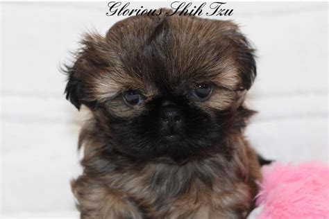 Breeder Directory Shih Tzus of America.