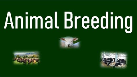 Breeder Meaning