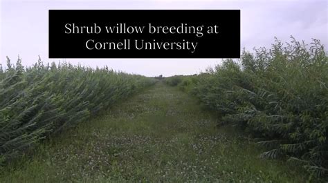 Breeding, Selection and Testing of Shrub Willow as a Dedicated …