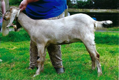 Breeding - British Goat Society