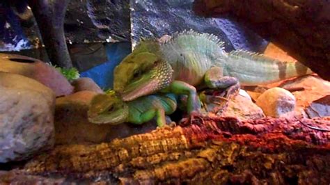 Breeding Chinese water dragons (mating, gravid, egg, incubation, …