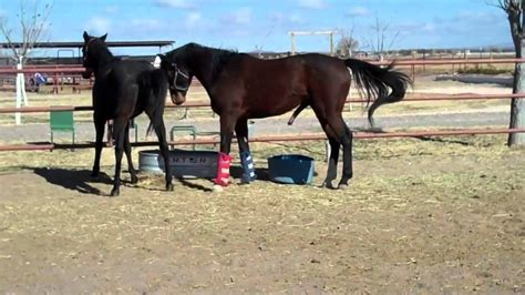 Breeding Horses for Sale : Honeoye, White Mills, Milano, Other Areas