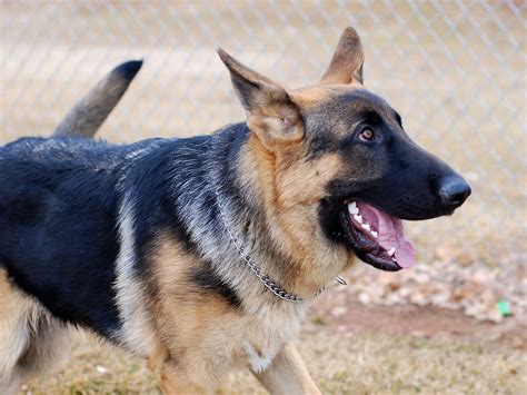 Breeds The link has been copied! Few dogs are as intelligent and loyal as German Shepherds