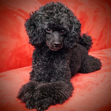 Breeds The link has been copied! The Black Poodle is a widely sought after type of Poodle due to its elegant coat and charming personality