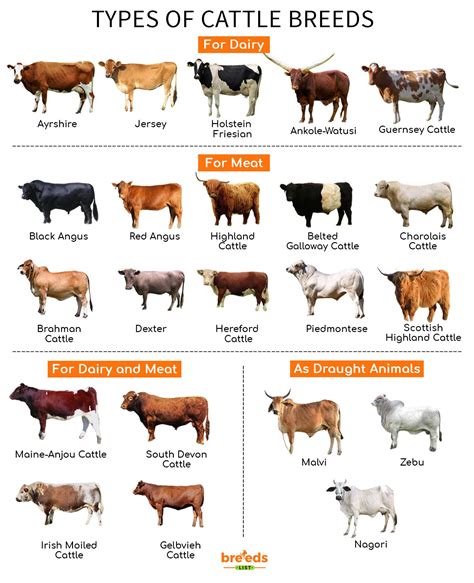 Breeds of beef cattle.  Can&rsquo;t decide which breed is right for you?...