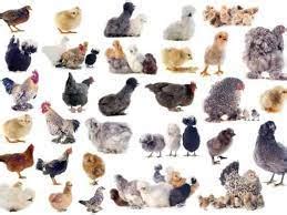 Breeds of chickens sold at atwoods. Things To Know About Breeds of chickens sold at atwoods. 