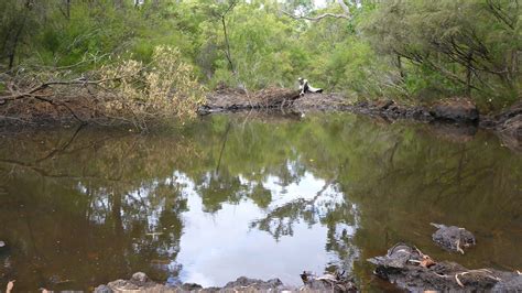 Breera Brook - Healthy Rivers