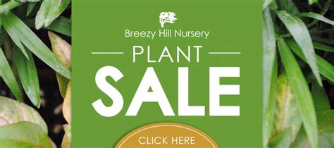 Breezy Hill Nursery Wholesale