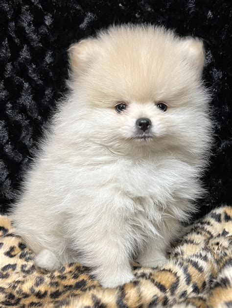 Breezy hill pomeranians. Buy a gift up to $1,000 with the suggestion to spend it at Breezy Hills Pomeranians. Delivered in a customized greeting card by email, mail or printout. $ 100. 