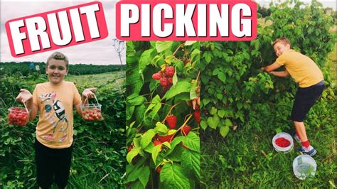 Brentwood Fruit Picking Calendar 2022