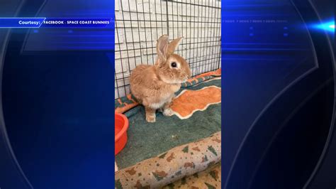 Brevard County bunny crisis: Abandoned pet rabbits overwhelm animal rescuers