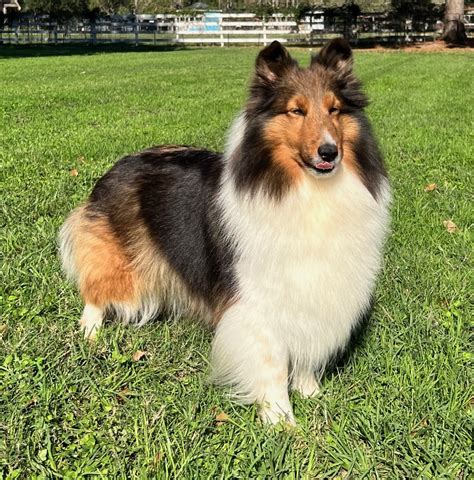Breeder Kennel: Breyston Shelties. Country of Residence: USA. Color: Blue Merle White & Tan. Mated to: Am GCHS Can Ch CoastalViews Blueberry Hill. Produced: