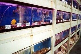 Find 2 listings related to Brians Aquarium in Ridge on YP.com. See reviews, photos, directions, phone numbers and more for Brians Aquarium locations in Ridge, NY.. 
