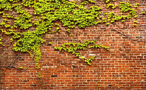 Bricks and ivy. Things To Know About Bricks and ivy. 