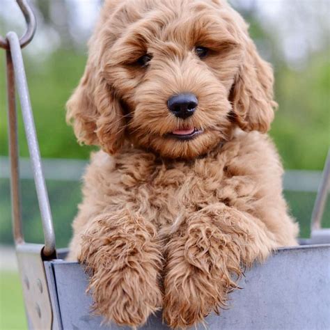 Bridges Goldendoodles on Instagram: “Hazels first round of …