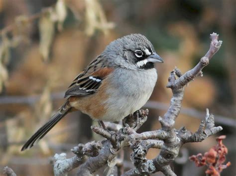 Bridled Sparrow BirdPhotos.com