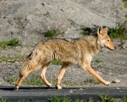 Briefing Room: We’re entering coyote season Sun Newspapers