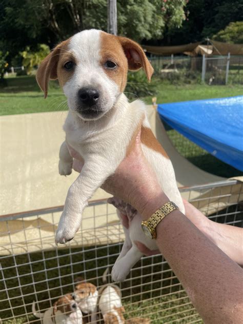 Bright jack russell pups.  Access all Bright Support options including hours o...