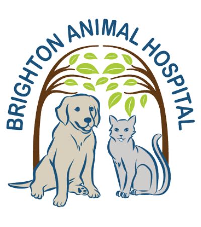 Brighton animal hospital. Warmest Regards, Brighton Animal Hospital Doctors and Staff. Refill Request. Request a refill on your pet’s prescription online. CALL NOW. 3. Please complete the following form to request a refill. It can take 24-48 business hours to process your request, longer for special order items. If there are any problems with us processing this ... 
