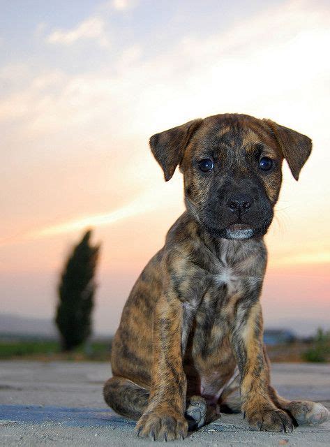 Brindle Boxer Mastiff Mix Puppy