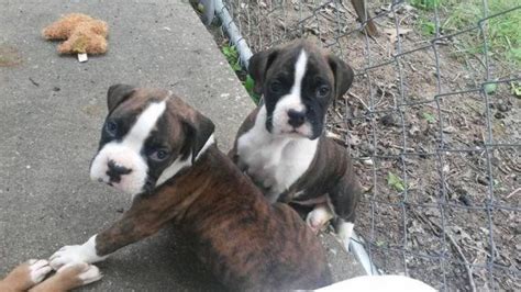 Brindle Boxer Puppies For Sale In Missouri