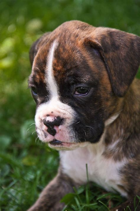 Brindle Boxer Puppy Pics