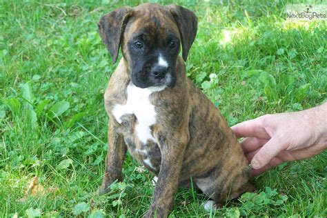 Brindle Female Boxer Puppies For Sale