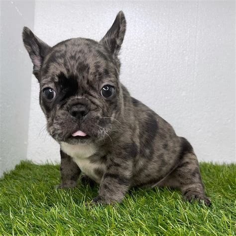 Brindle French Bulldog Puppies For Sale